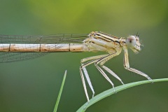 white-legged-damselfly_12Sep24