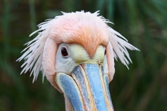white-pelican_01Dec22