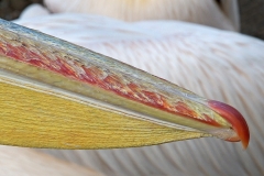 white-pelican_07Feb20