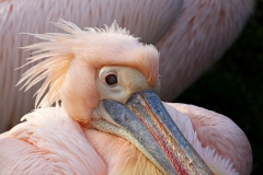 white-pelican_08Jan19