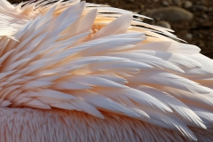 white-pelican_09Jan19