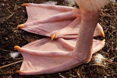 white-pelican_10Jan19
