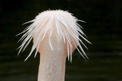 white-pelican_25Feb11