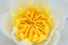 white-waterlily_01Jun25