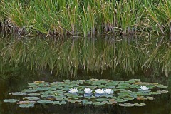 white-waterlily_30Jul23