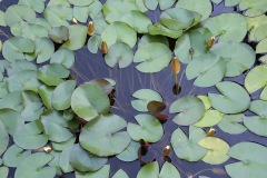 white-waterlily_31Jul23