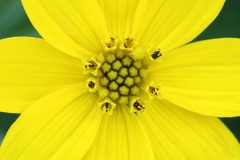 whorled-tickseed_27Jul22