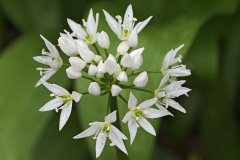 wild-garlic_14Apr26