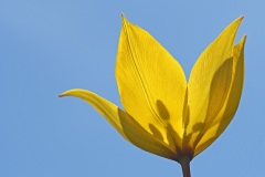 wild-tulip_12Apr22