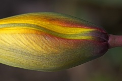 wild-tulip_27Mar26