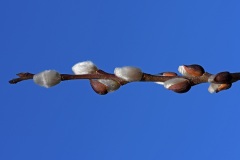 willow-catkins_29Jan23