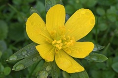 winter-aconite_26Jan24