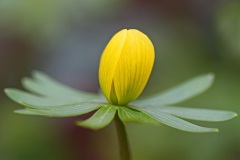 winter-aconites_03Feb25