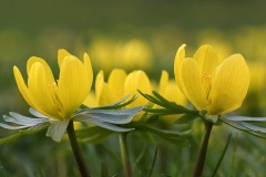 winter-aconites_05Feb22