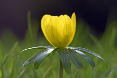 winter-aconites_06Feb22