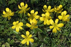 winter-aconites_09Feb25