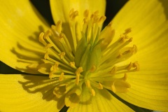 winter-aconites_13Feb22