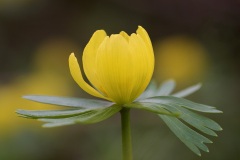winter-aconites_17Jan23