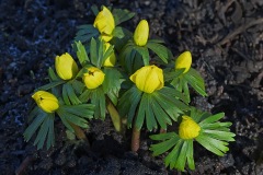 winter-aconites_22Jan24
