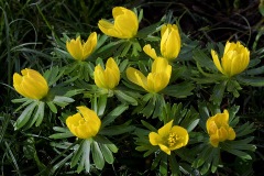 winter-aconites_24Jan23