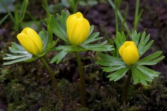 winter-aconites_25Jan23