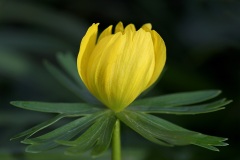 winter-aconites_26Jan23