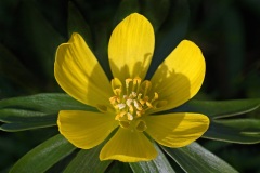 winter-aconites_27Jan23