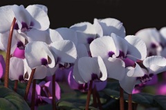 winter-cyclamen_16Jan23