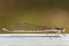 winter-damselfly_18Apr26