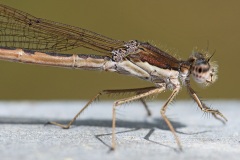 winter-damselfly_19Apr26
