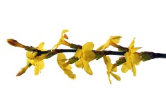 winter-jasmine_01Feb24