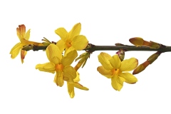 winter-jasmine_21Jan23