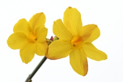 winter-jasmine_22Jan23