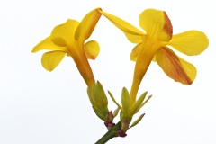 winter-jasmine_23Jan23