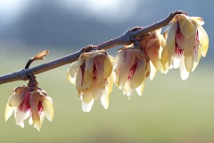 winter-sweet_08Feb25