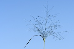 witch-grass_26Aug23