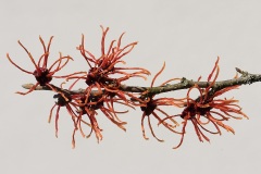 witch-hazel_11Feb22