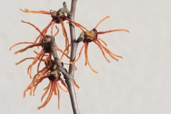 witch-hazel_12Feb22
