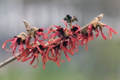 witch-hazel_18Jan23