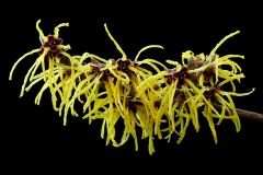 witch-hazel_31Jan23