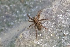 wolf-spider_03Frb26