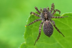 wolf-spider_08Apr24