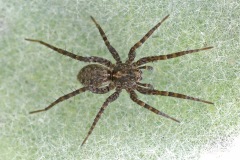 wolf-spider_16Feb24