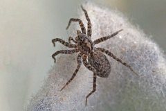 wolf-spider_17Feb24