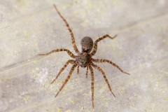wolf-spider_21Mar22