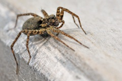 wolf-spider_25Apr10