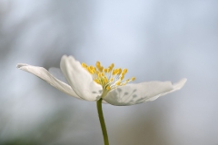 wood-anemone-_01Apr20