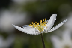 wood-anemone_14Mar22