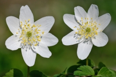 wood-anemone_20Mar08