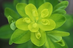 wood-spurge_12Apr24